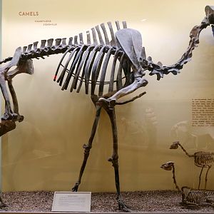 Titanotylopus and Stenomylus