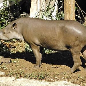 Brazilian Tapir (Tapirus terrestris) October 18, 2025
