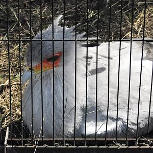 Secretarybird (Sagittarius serpentarius) October 18, 2025