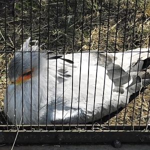 Secretarybird (Sagittarius serpentarius) October 18, 2025