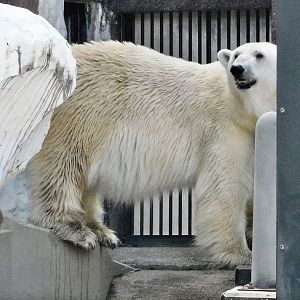Polar Bear (Ursus maritimus) October 18, 2025