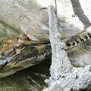 Sunda Gharial (Tomistoma schlegelii) October 18, 2025