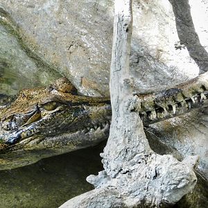 Sunda Gharial (Tomistoma schlegelii) October 18, 2025