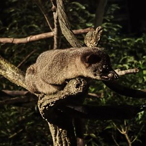 Small-Toothed Palm Civet (Arctogalidia trivirgata)