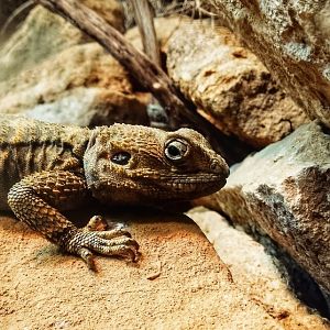 Painted dragon 18102025