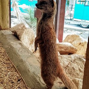 Yellow mongoose 18102025