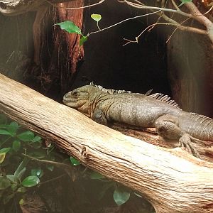 Spiny tailed iguana 18102025