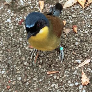 Blue crowned laughingthrush 18102025