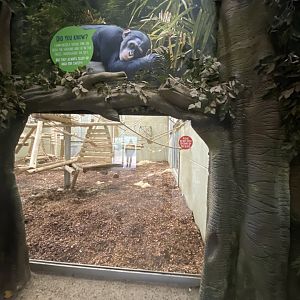 Themed chimp viewing area