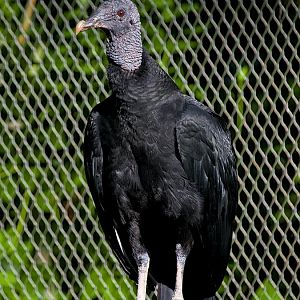 Black vulture (Coragyps atratus)