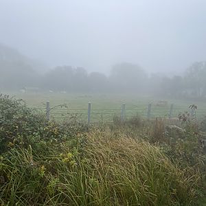 2nd black rhino yard