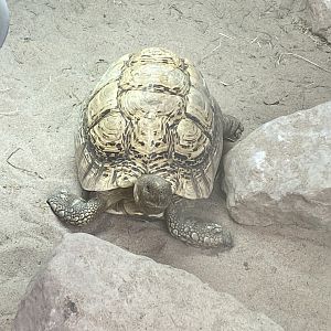 Leopard tortoise