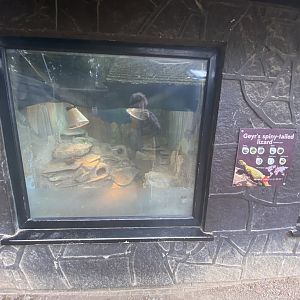 Geyr’s spiney-tailed lizard exhibit
