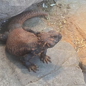 Geyr’s spiney-tailed lizard