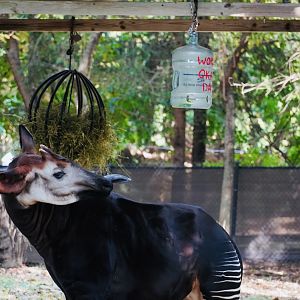 Okapi