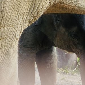 “Rita Jean”, Asian Elephant Calf