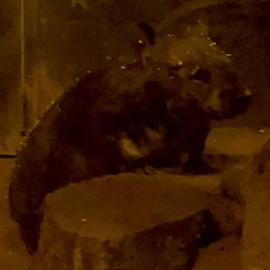 “Glenn”, Southern Hairy Nosed Wombat