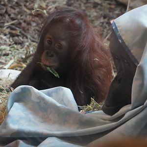 “Clementine”, Bornean Orangutan