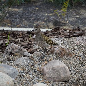 Golden Plover