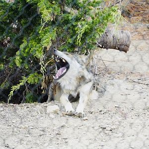Mexican Gray Wolf