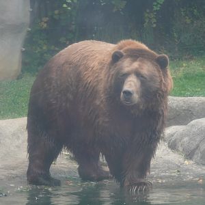 “Brutus”, Kodiak Bear