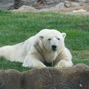 “Lee”, Polar Bear