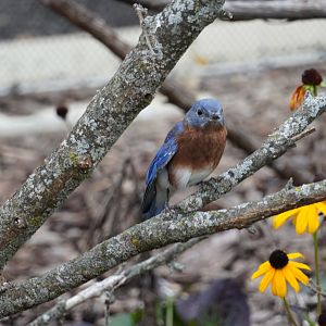Eastern Bluebird