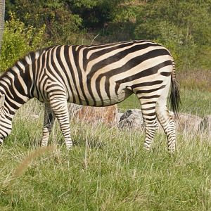 Grant’s Zebra