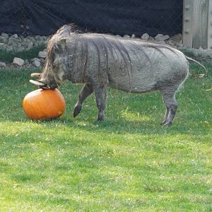 Warthog playing with Pumpkin