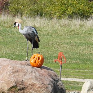 Gray-Crowned Crane with Pumpkin