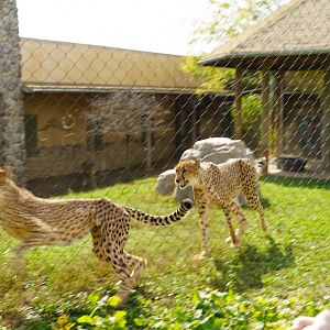 Cheetahs Running