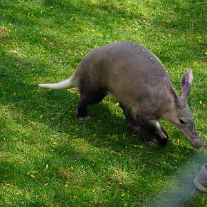 “Arthur”, Aardvark