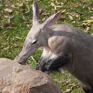 Aardvark Feeding “Arthur”