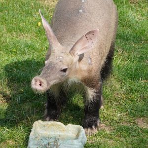 Aardvark, “Arthur”