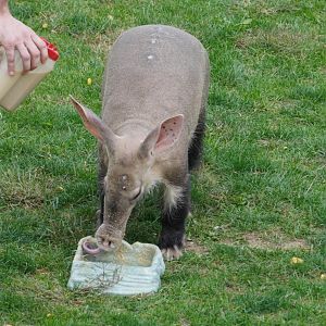 Aardvark Tongue, “Arthur”