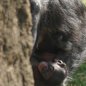 Baby “Winstel”, Bonobo