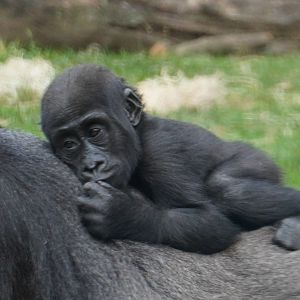 Baby “Mara”, Western Lowland Gorilla