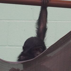“Bob”, Young Bonobo