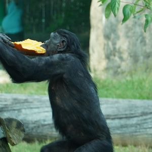 Bonobo with Pumpkin