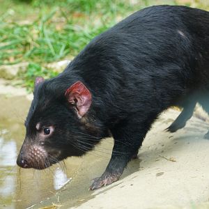 Tasmanian Devil