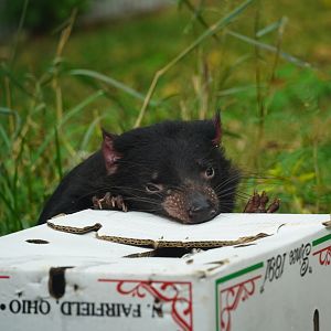 Tasmanian Devil Chewing on Box