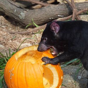 Tasmanian Devil eating Pumpkin