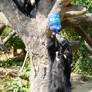Sloth Bears