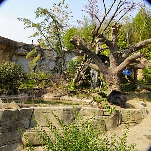 Amazing Sloth Bear Exhibit