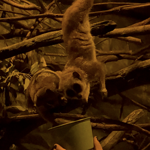 Pygmy Slow Lorises Feeding