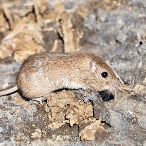 Desert Pocket Mouse (Chaetodipus penicillatus sobrinus)