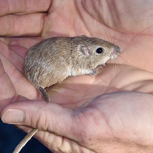 Desert Pocket Mouse (Chaetodipus penicillatus sobrinus)