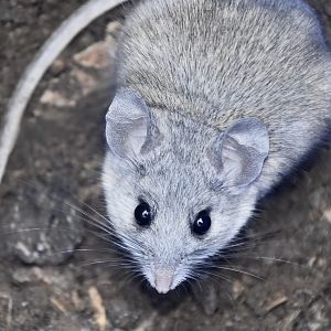Cactus Mouse (Peromyscus eremicus)