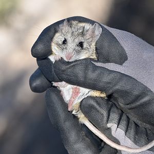 Cactus Mouse (Peromyscus eremicus)