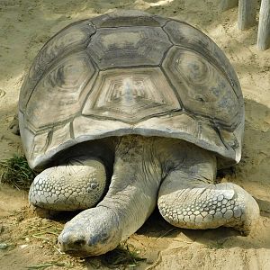 Galapagos Giant Tortoise (Chelonoidis niger) October 18, 2025